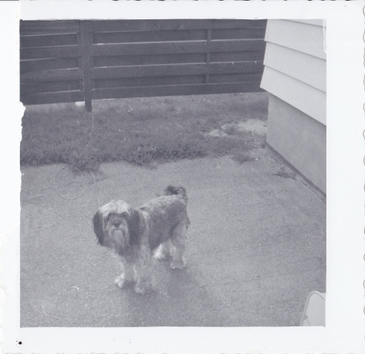 Rags was the first dog of my Aunt's that I remember.  This was taken in Flint at her old home.